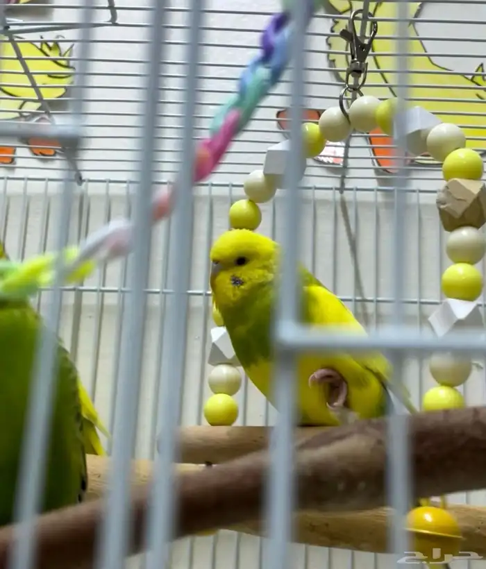 إناث عصافير الحب (البادجي) .. 0