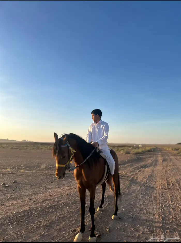 حصان شعبي 1