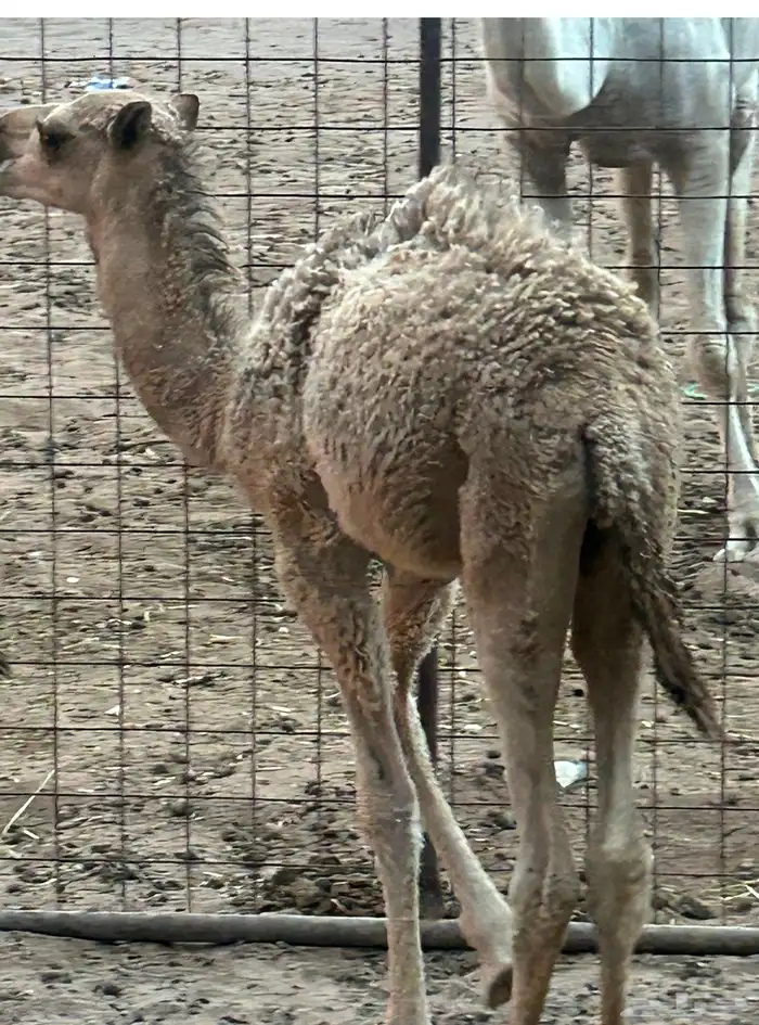 ناقه خلفه حليبها طيب وديوسها سلم فيها حلل شوي ومعها قعود طي 4