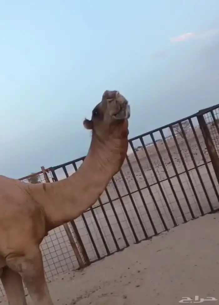 بعير شمالي اخرص 4
