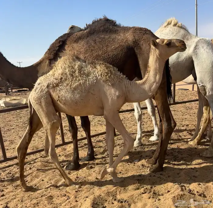 عشرا صفرا طيبه 3