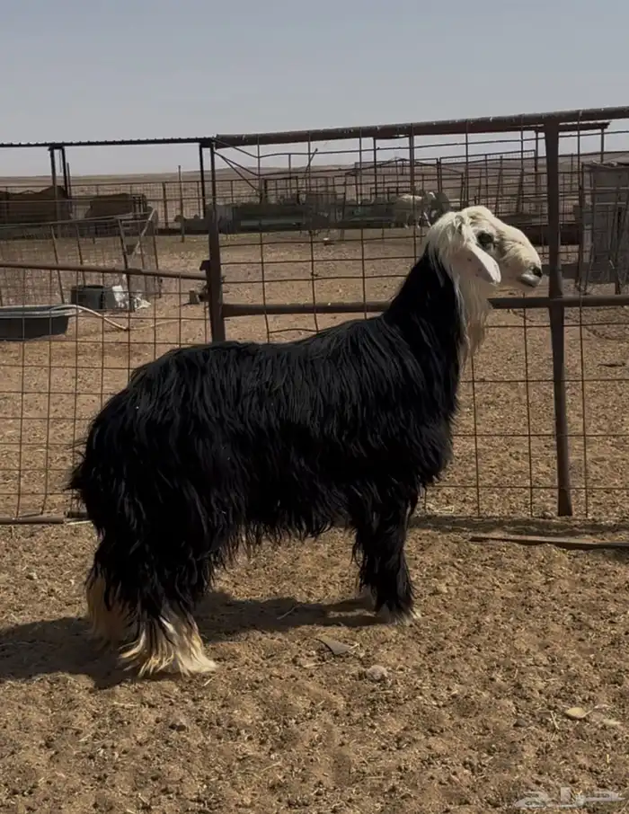 خروف نجدي 4