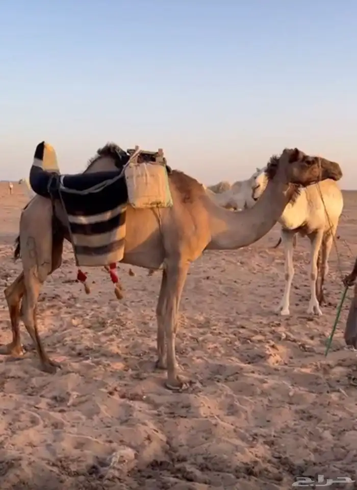 رحول طيبه 0