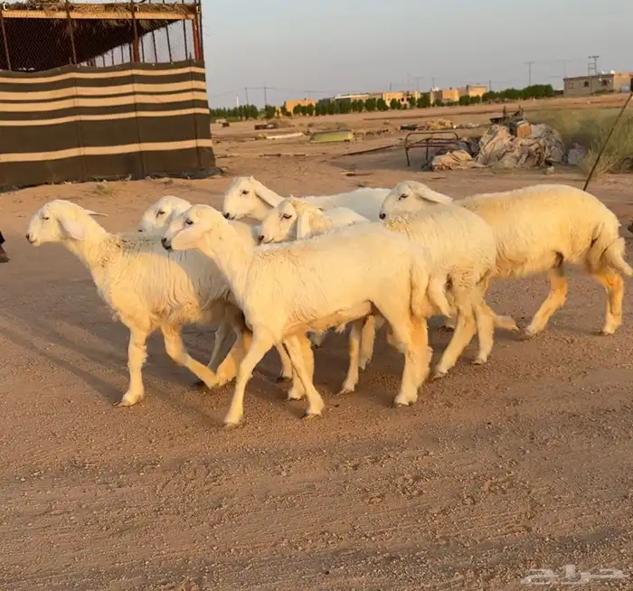رخال حريات صنف 6 بالفحل منوة القناي 5