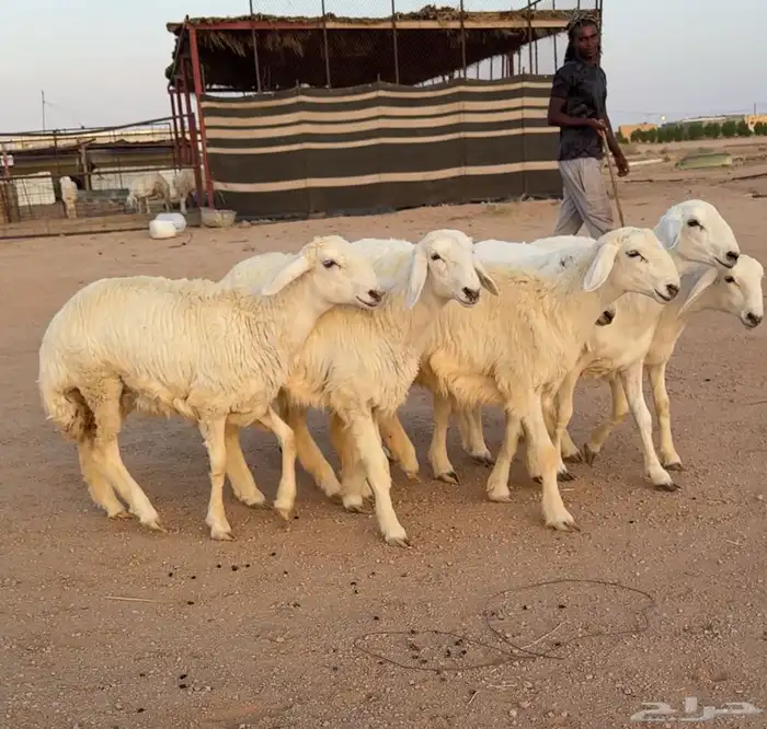 رخال حريات صنف 6 بالفحل منوة القناي 2