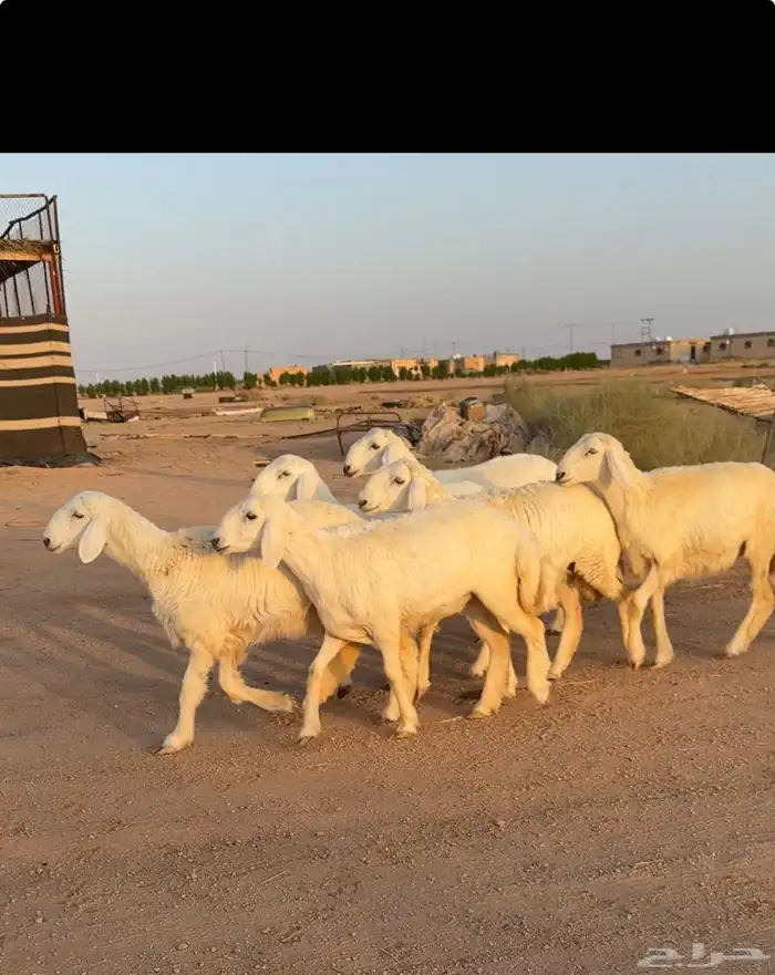 رخال حريات صنف 6 بالفحل منوة القناي 4