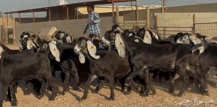 مراح معزا عوارض طيبه العدد 32 بالفحل 3