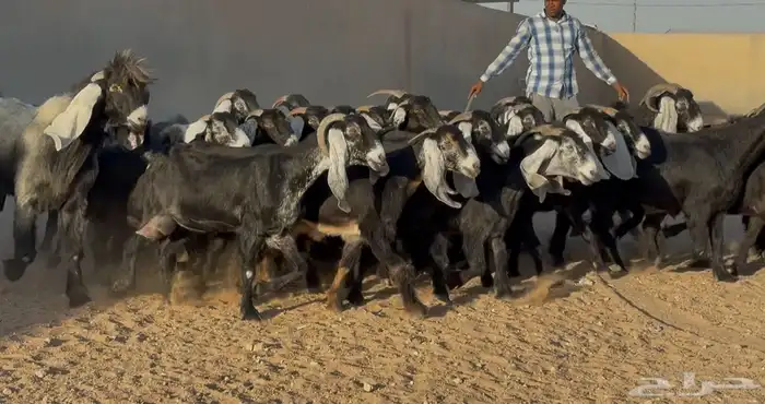 مراح معزا عوارض طيبه العدد 32 بالفحل 4
