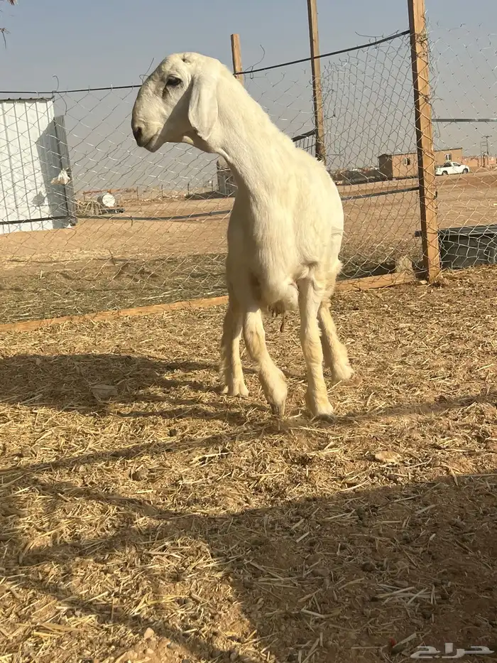 مشروع فحل حري صنف 2