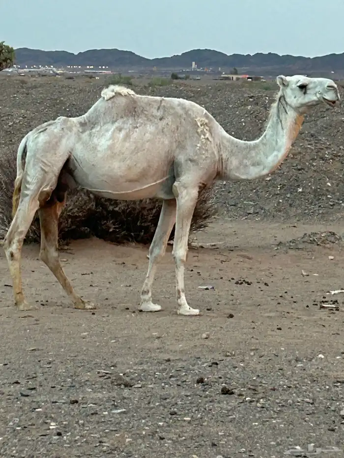 ناقه خلفه حليبها طيب وديوسها سلم فيها حلل شوي ومعها قعود طي 1