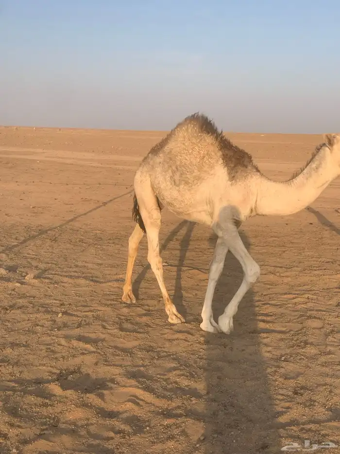 حاشي بري لباني 1