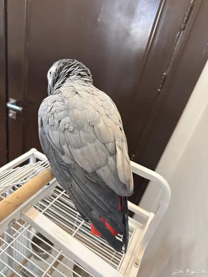 ببغاء كاسكو 1