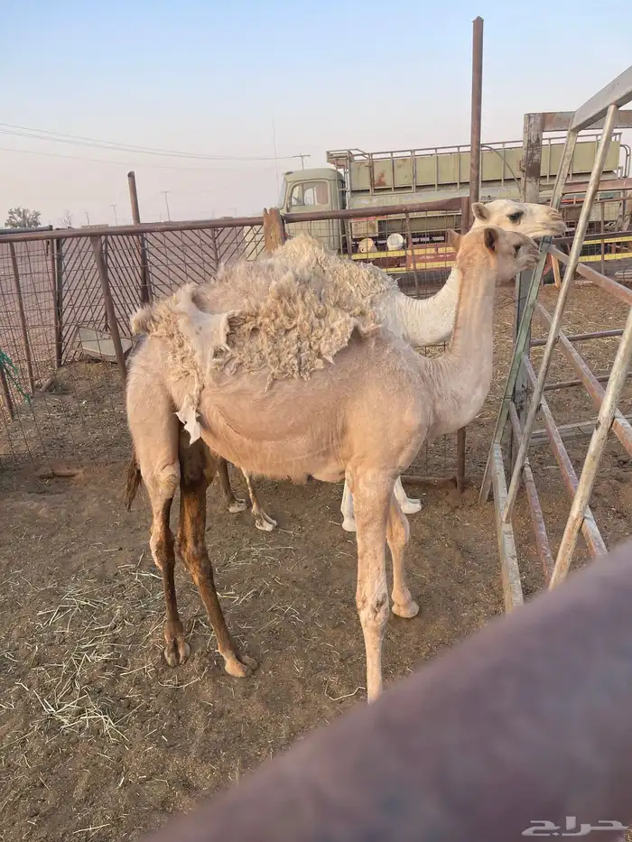 للبيع حشو 0