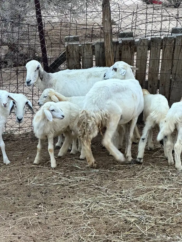 ضان خلفات متاومات 6