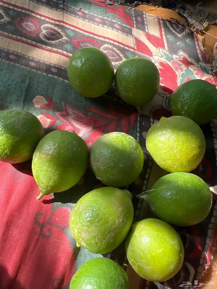 ليمون بلدي ابو زهير للبيع بسعر مغري الموقع القنفذه حلي 0