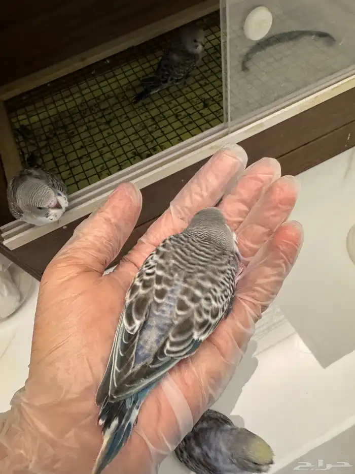 فروخ طيور الحب بادجي 1