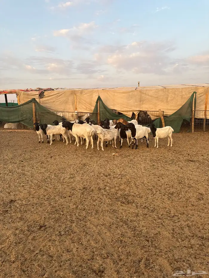 شياه برابر طيبه 0