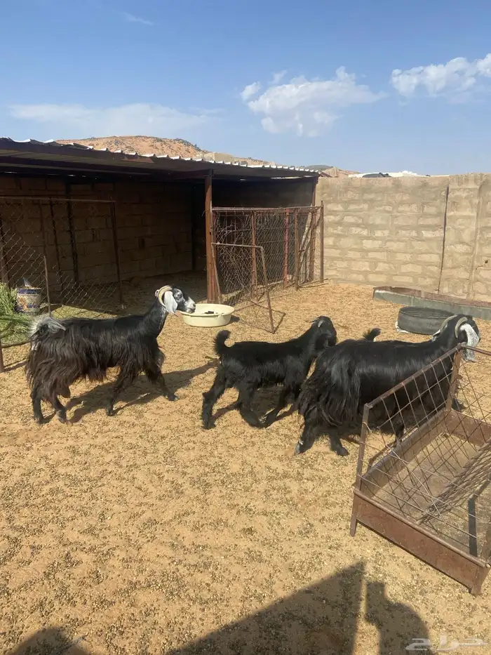 بيع معزا عوارض طيبه 3