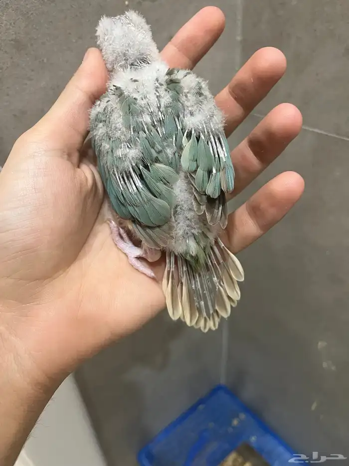 فروخ سينامون تركواز كنيور غر 3