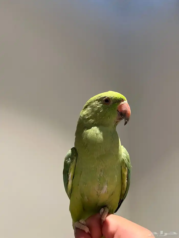 ذكر دره هنديه بدايه كلام 2