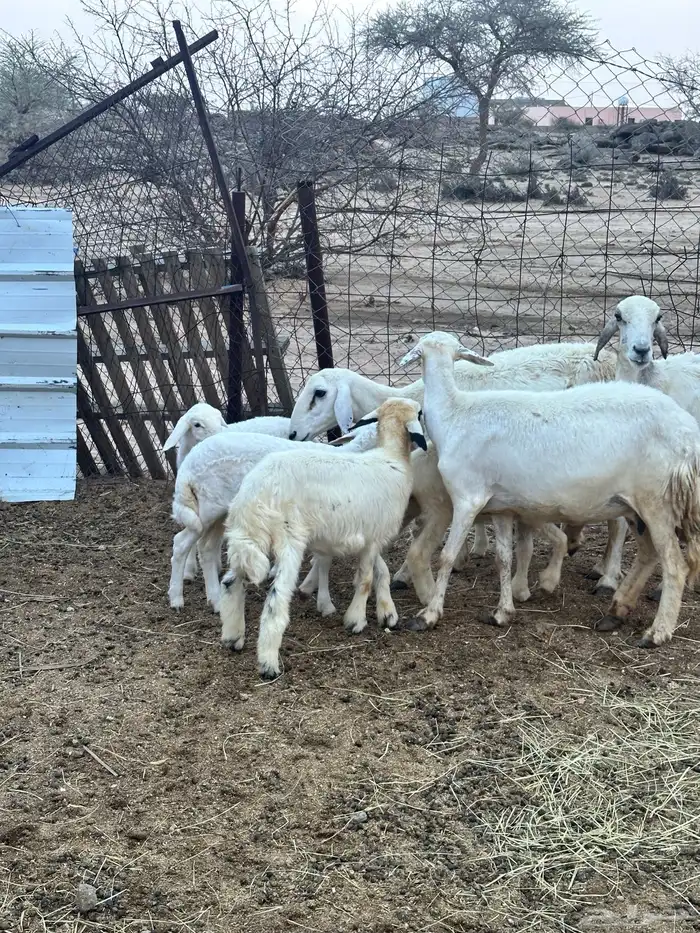 ضان خلفات متاومات 1