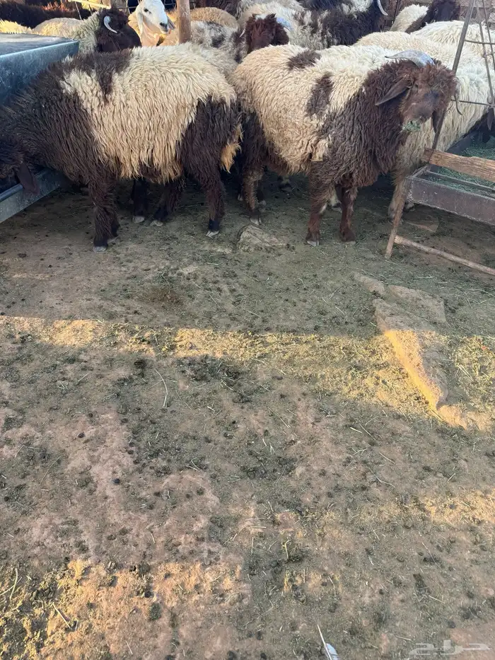 خرفان 0