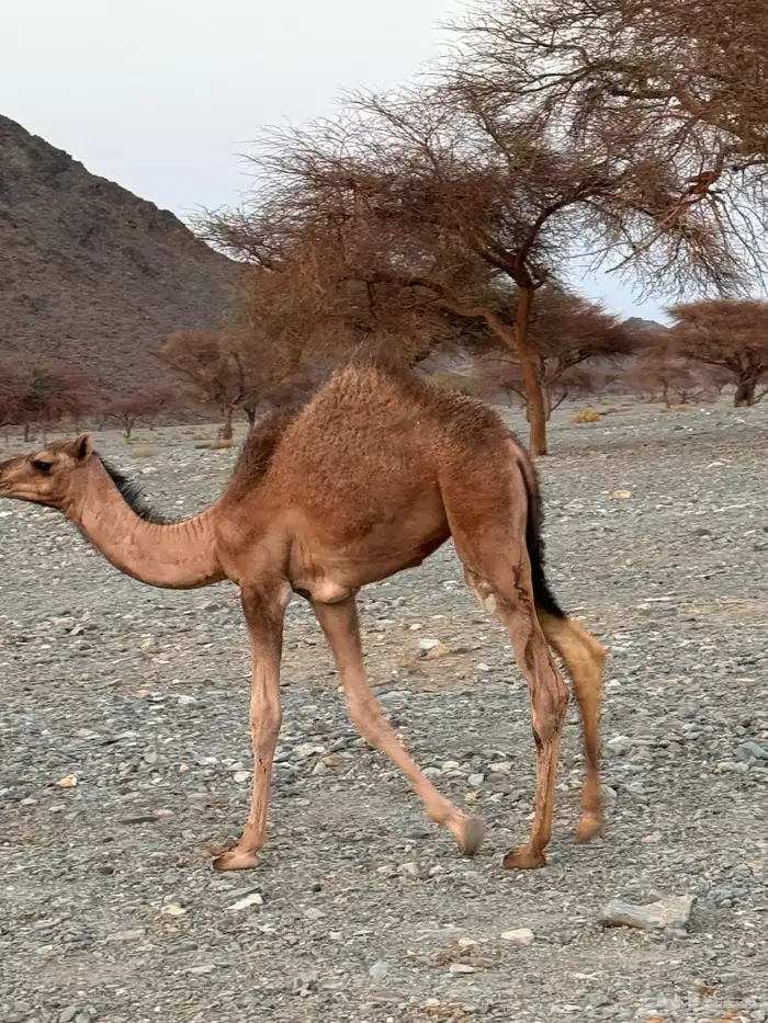 بكرتين للبيع 0