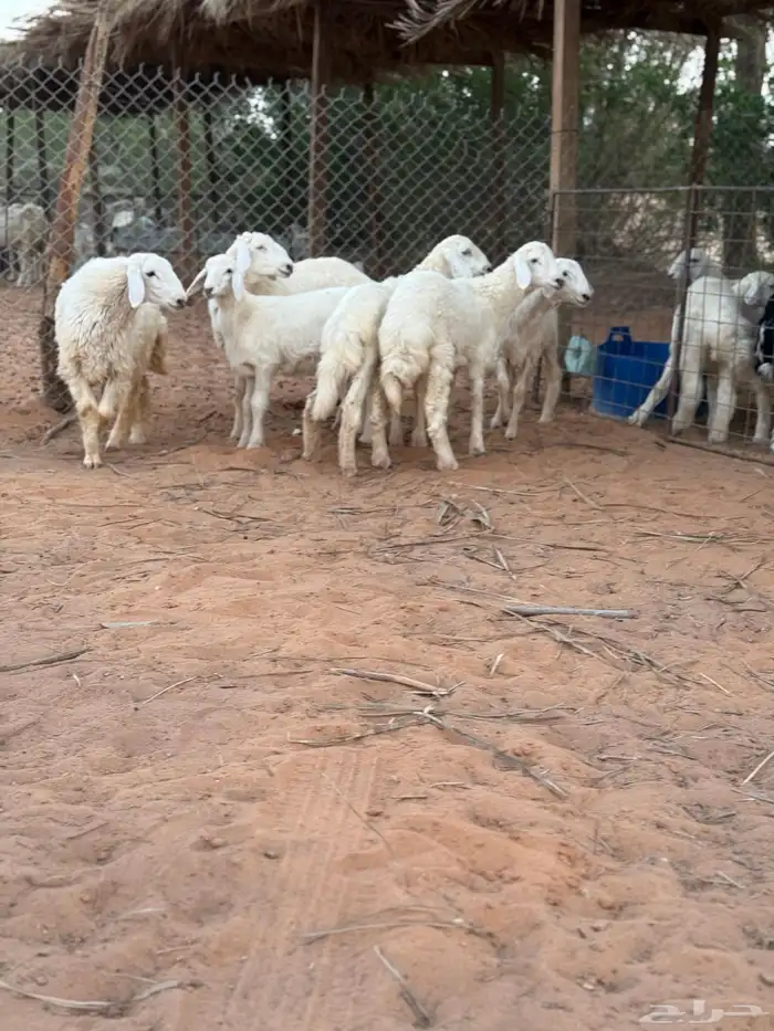 للبيع رخال رخال صنف ومن مراح طيب 2