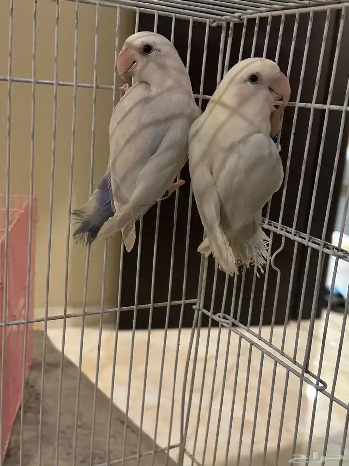 حبتين روز أسبلت البينو 1