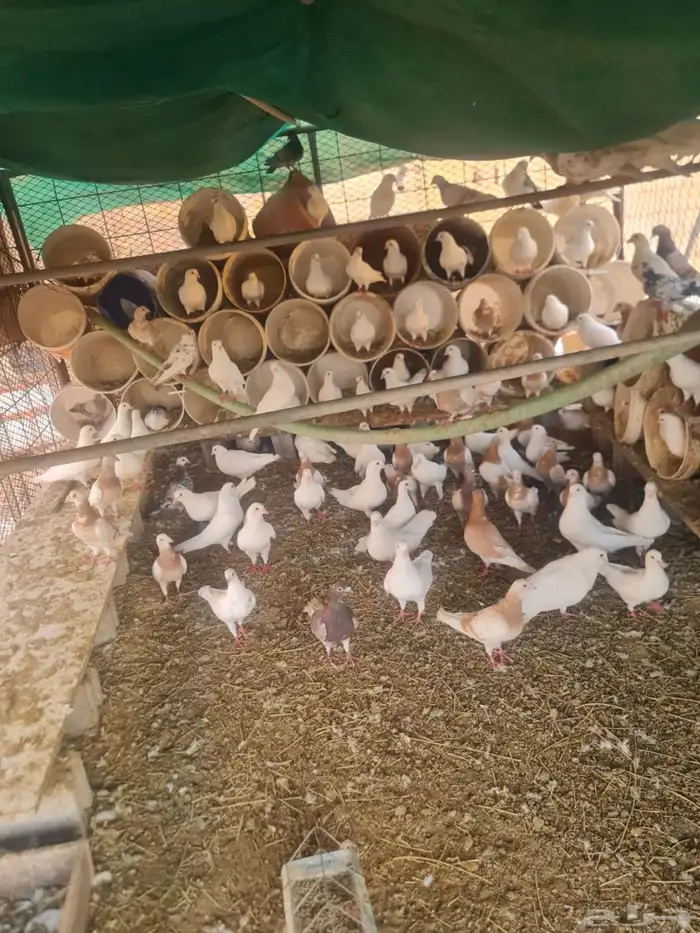 حمام فرنسي وزاجل 1