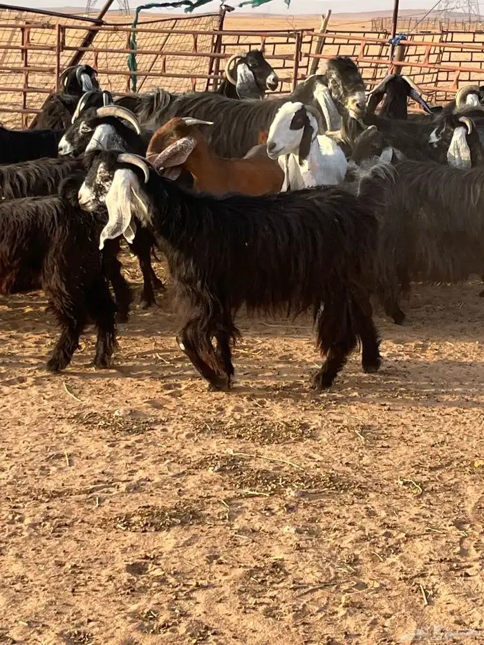 معزا مراح مضاريع 1