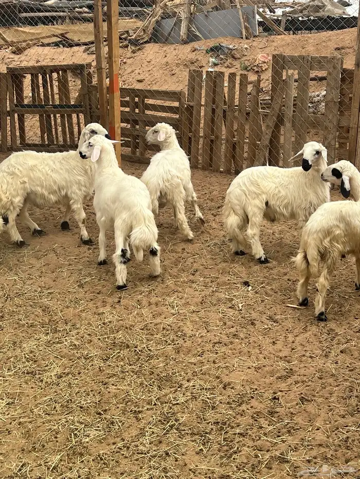 ذبائح خرفان ورخال صفر نجران وتيوس بلديه 9