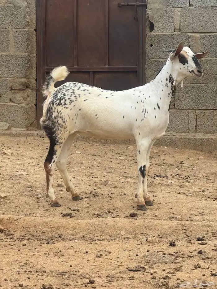 جفار بيشيات صنف اللبيع 0