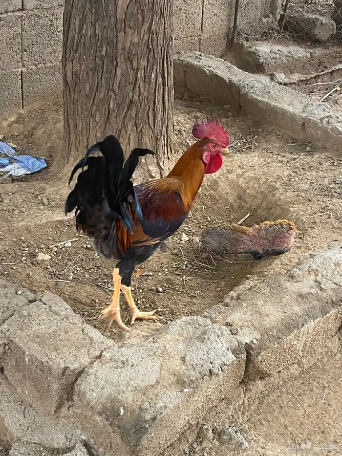 ديك بلدي 1