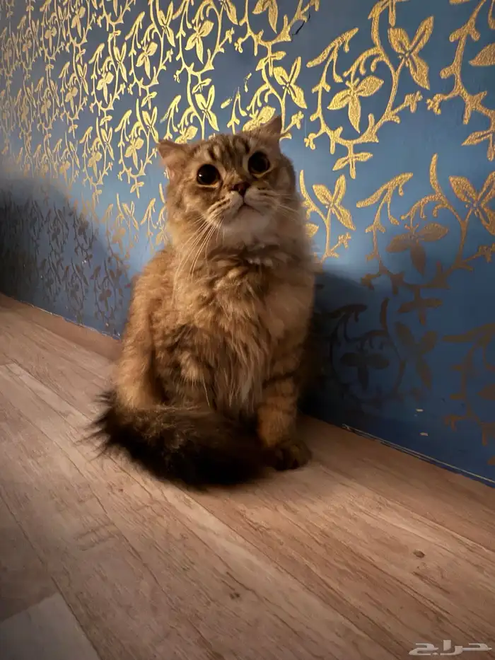 للبيع قطط 1