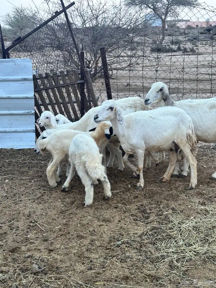 ضان خلفات متاومات 10