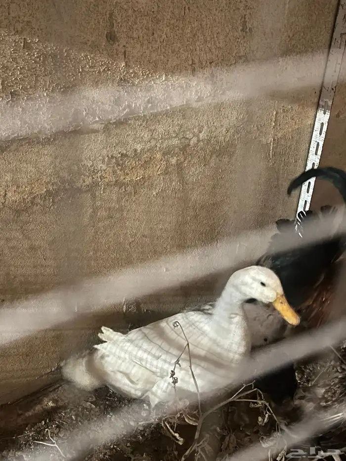 بطه 1