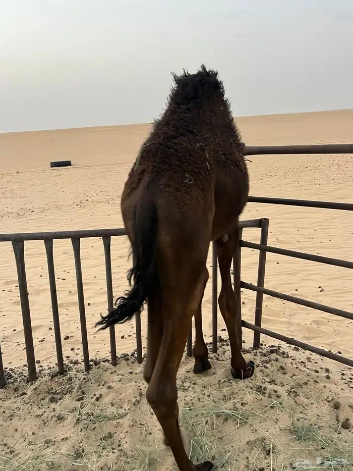 للبيع قعود حوار سمين وطيب 2