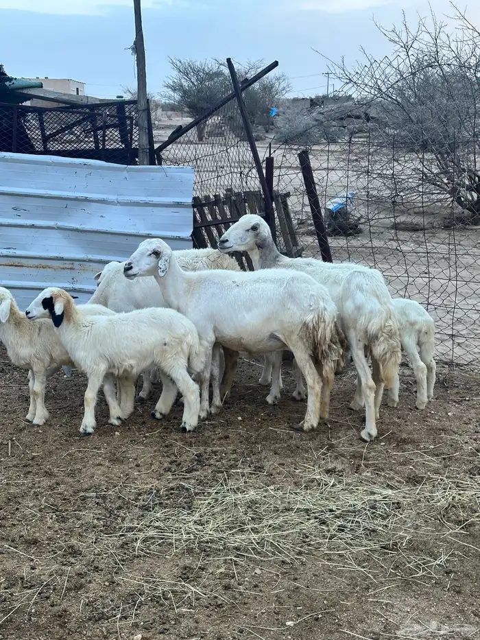 ضان خلفات متاومات 3