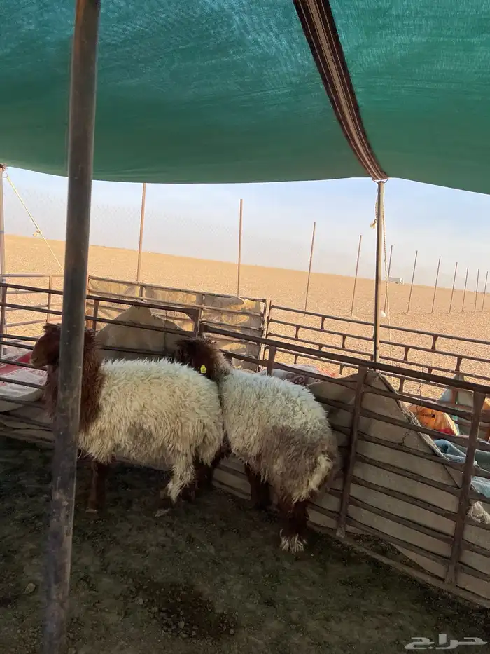 رخال طيبه 5
