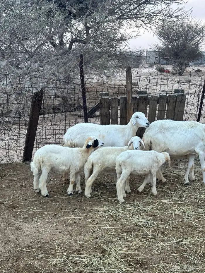 ضان خلفات متاومات 8