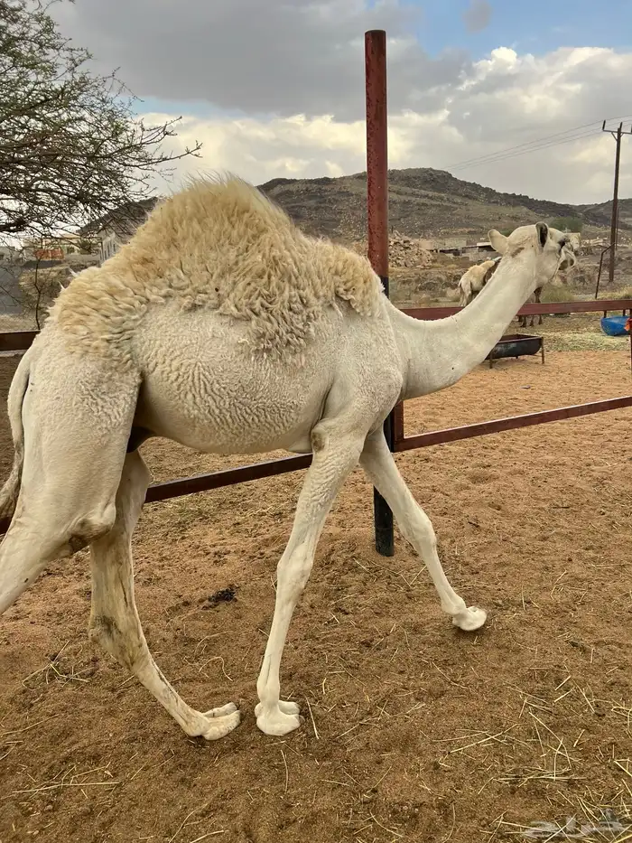 تم البيع 0