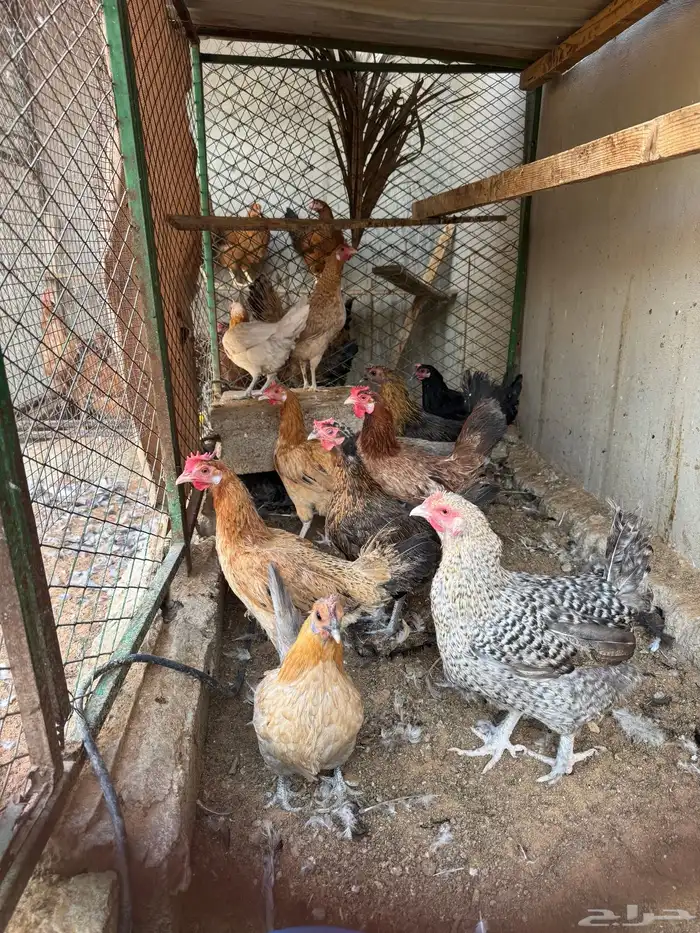 دجاج بلدي 2
