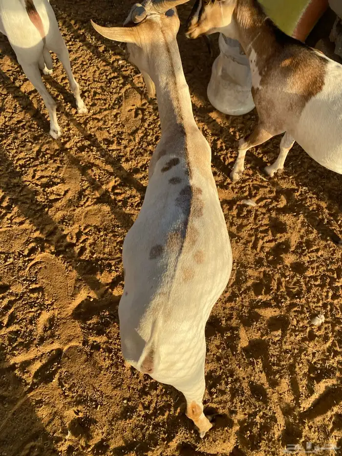 تيوس مرباه 3