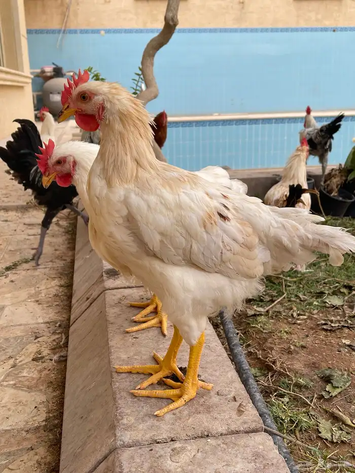 ديك لوهمان وبلدي للبيع 6