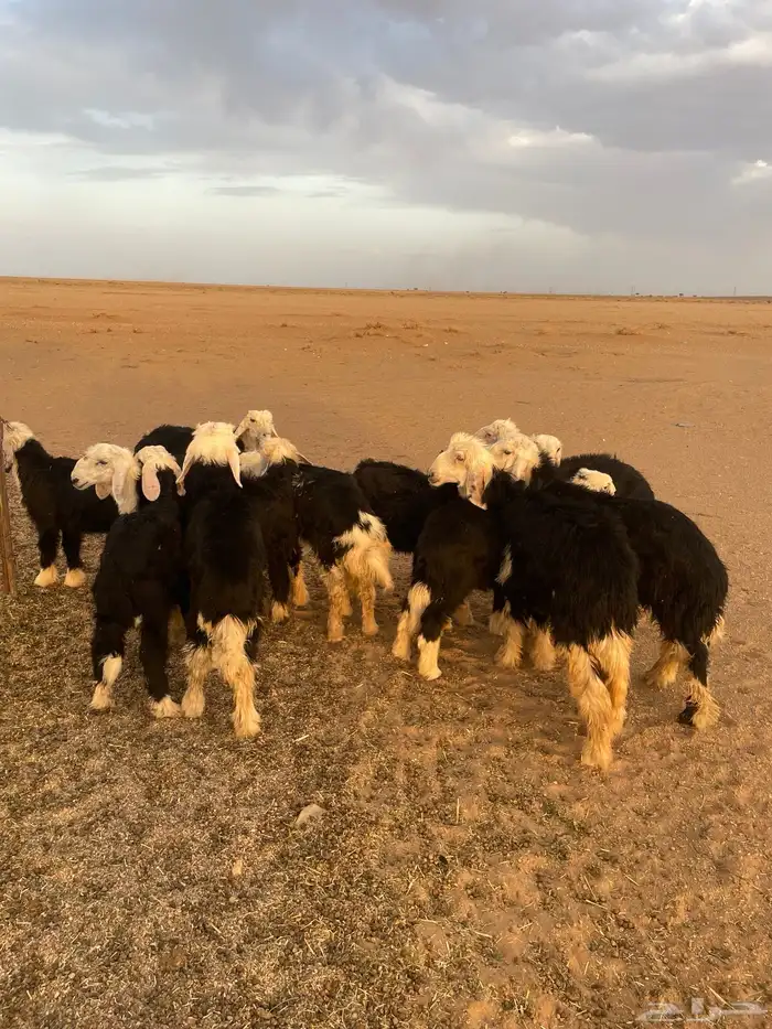 بهم نجد 1