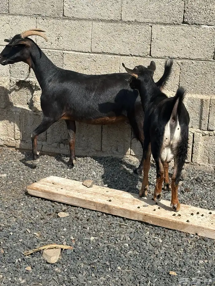 عنز عليها تيس 3
