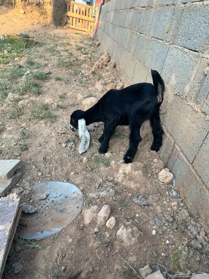 جفرتين دواغير عمر شهر وشوي 4