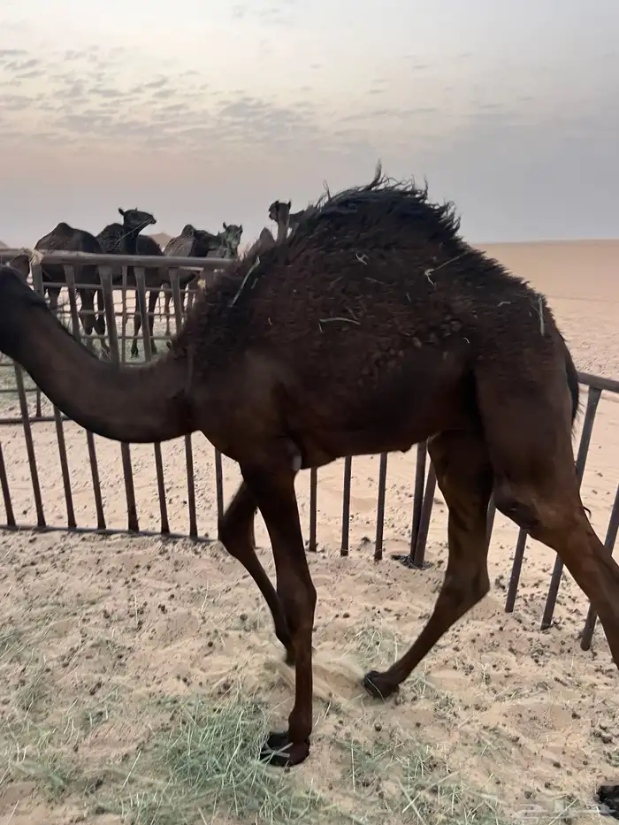 للبيع قعود حوار سمين وطيب 4
