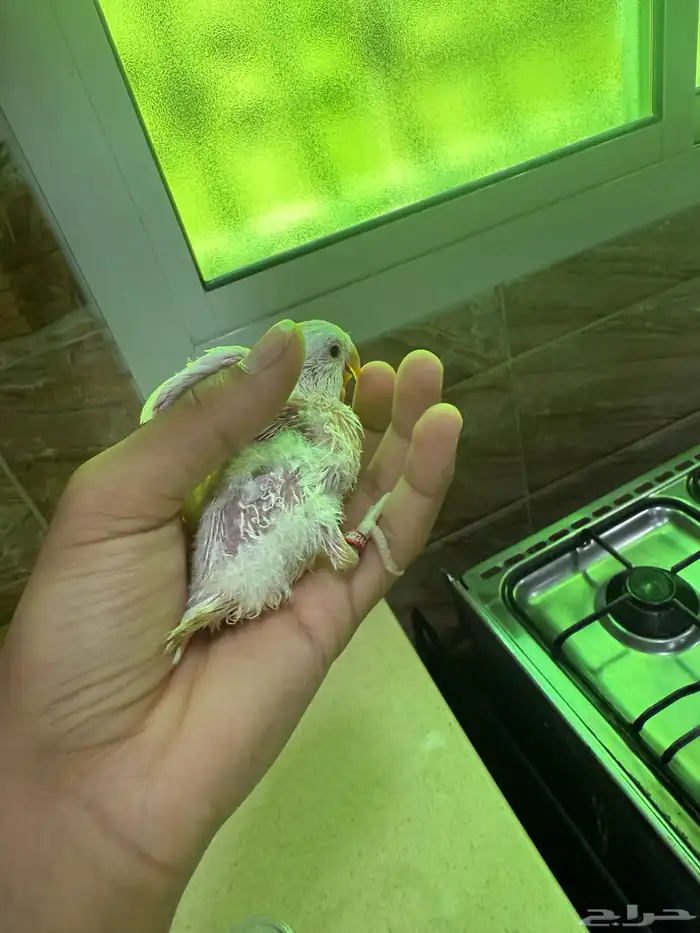 فروخ روز البينو عيون حمرا 11